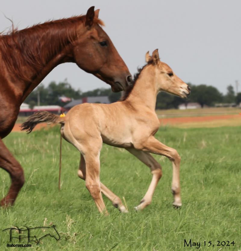 Montoya Sierra's 2024 Dun Colt